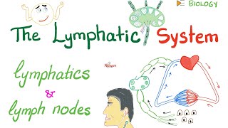 The Lymphatic System  Lymphatics and Lymph Nodes  Immunology  Biology [upl. by Kalle]