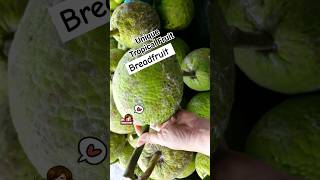 Breadfruit pasar pagi Miri travel exotic tropical borneo fruit plants nature shorts [upl. by Wenona918]