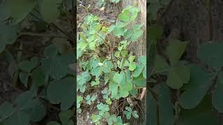 Oxalis ☘️ plant growing capacity moreampmoreyshortspls likeamp subscribe 🙏♥️🥰 [upl. by Nya515]