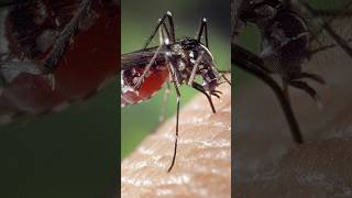 Les moustiques et leurs piqures insectes moustique malaria paludisme [upl. by Akima]