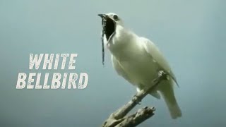 White bellbird call The loudest bird in the world [upl. by Ahsillek]