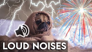 Dogs Afraid of Loud Noises Dogs Scared of Thunder amp Fireworks [upl. by Uaeb126]