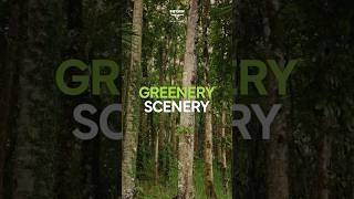 Color Wanderer Greenery Scenery [upl. by Ydospahr]