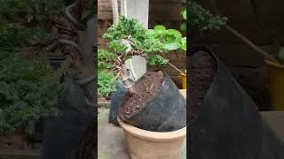 Junipero procumbens nana bonsai bonsaiparaprincipiantes bonsaitree plantas [upl. by Aivataj191]