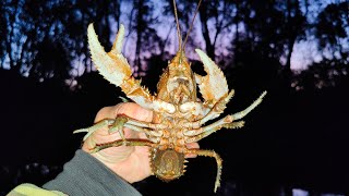 When Crayfish Attack While Yellowbelly Fishing At Night Time [upl. by Assiluy]