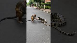 Monkey and Python Play in the Streetmonkey python anime wildlife [upl. by Eneg584]