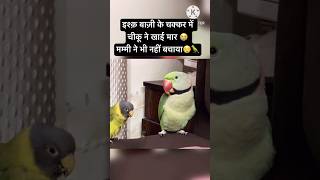 Ishq mein Khai Maar 😭Mummy Ne Bhi Nahi Bachaya 😡parrot funny comedy youtubeshorts shorts [upl. by Leibarg639]