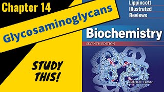 Lippincotts Biochemistry Review Chapter 14 Glycosaminoglycans  Study This [upl. by Nyla]