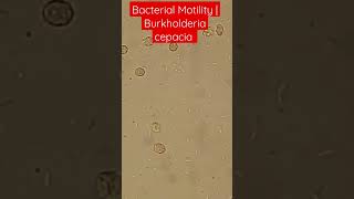 Bacterial Motility Burkholderia cepacia Blood Culture bacteremia [upl. by Ahselet914]