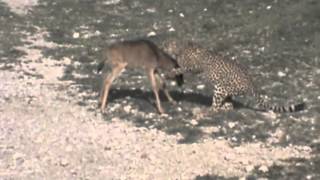 Cheetah killing Wildebeest Calf [upl. by Bihas957]