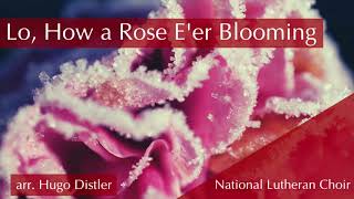 Lo How a Rose Eer Blooming arr Hugo Distler  National Lutheran Choir [upl. by Misab474]