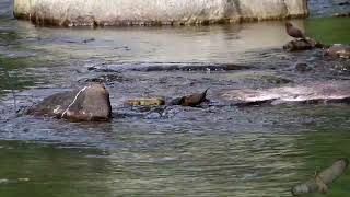 河烏  Brown Dipper  Cinclus pallasii [upl. by Nimajnab105]