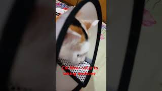 Cat Ware collar taking medicine shortvideo catbehavior vlog [upl. by Rafi]