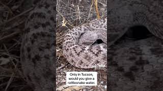 Rattle snake drinking water in Arizona [upl. by Dleifyar]