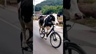 Cow Ne Cycle Chaliye 😱 shorts funny cow [upl. by Auhel]