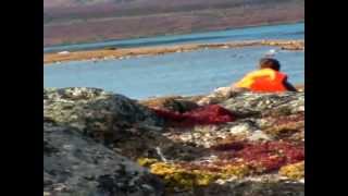 Caribou Hunt with Club Chambeaux Quebec [upl. by Rosamond]