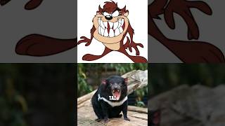 Tasmanian Devil TAZ Facts That May Surprise You [upl. by Koy49]