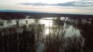 Atemberaubend  Überflutete AuLandschaft Drösing  Hohenau 2023 4K  Drohnenflug djimini2 [upl. by Ineslta]