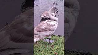 Swans swindon birds wiltshire wildlife swans [upl. by Koller]