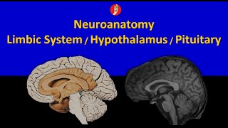 Neuroanatomy Limbic System Hypothalamus and Pituitary Axis [upl. by Niltag]