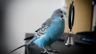 Parakeet sounds  Budgie singing to mirror [upl. by Keverian18]