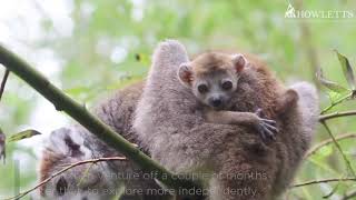 A Baby Crowned Lemur Has Been Born At Howletts Wild Animal Park [upl. by Sgninnej]