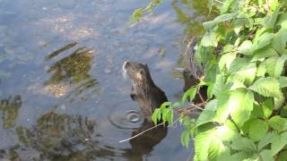 Coypu Nutria River Rats in Strasbourg France [upl. by Ardnasirk447]