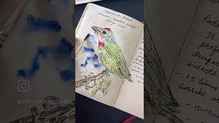 Coppersmith barbet sketchbook watercolorpainting birds shortsvideo viralvideo monday art [upl. by Lumbard50]