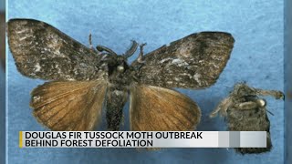 Tussock moth outbreak behind Cibola Santa Fe National Forest defoliation [upl. by Terhune]