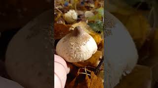 Sisata sunčanica Macrolepiota mastoidea [upl. by Anal]