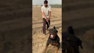 Angry rottweiler jackie 💀doglover pets rottweiler angry ytshortsvideo dog pitbull [upl. by Northington]