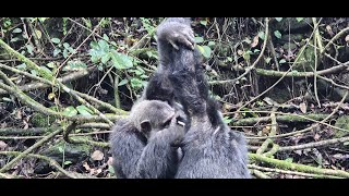 Begegnung mit Schimpansen im Mahale Mountains Nationalpark in Tansania [upl. by Bagger]