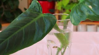 How to Propagate Philodendron fast and easy step by step guide [upl. by Rosane192]