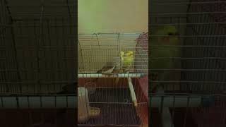 Male Cockatiel Bird Mating Call Bird Zoo [upl. by Ocsirf849]