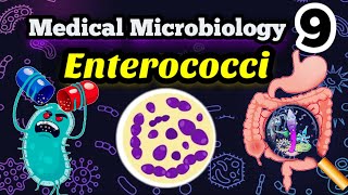 Gram positive Enterococci شرح بالعربي [upl. by Ddart646]