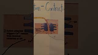 Excitation  contraction Coupling [upl. by Petracca256]