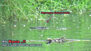 Nyata Muncul Beongan Indukan Ikan Besar Saat Mancing Ikan Gabus Di Sungai Liar [upl. by Friede]