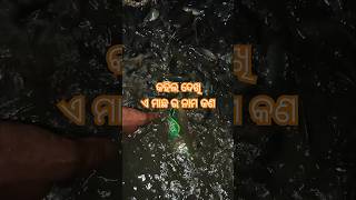 Rohu Machhli Fishing  Epic Catch amp Release [upl. by Jeana]