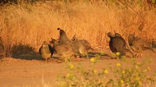 A Covey of Quails [upl. by Kristofer]