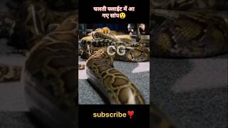 चलती flyght में aaye सांप 😲 trendingshorts viralshort bestshorts movieexplaination facts [upl. by Nidnerb238]