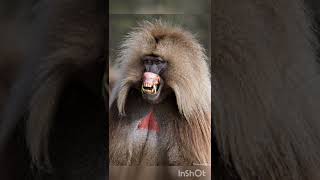 Mandrill vs Gelada baboon WHO WILL WIN geladababoon mandrill [upl. by Aldred]