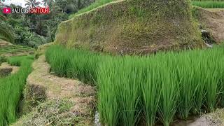 MUPU RICE TERRACE  TEGALALANG BALI [upl. by Williamsen737]