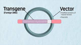 How Does Gene Therapy Work for Patients with Duchenne Muscular Dystrophy [upl. by Ellenar749]