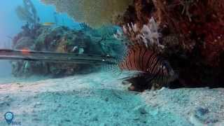 Grouper eating a lionfish [upl. by Allyson]