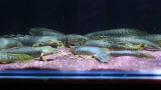 Polypterus palmas polli [upl. by Annairam450]