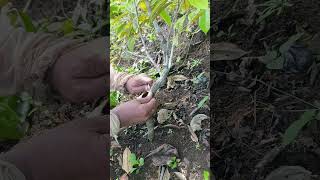 Two Root Stock Durian Graftingshortsviral farming grafting [upl. by Brody]