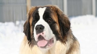 Saint Bernard Dog Breed [upl. by Marentic]