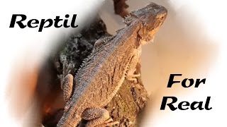 Reptil 4real  Ein Bartagame [upl. by Inman]