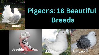 Pigeons 18 Beautiful Breeds [upl. by Kusin]