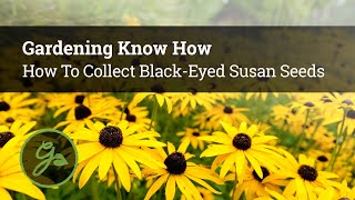 How To Collect Black Eyed Susan Seeds [upl. by Lorac695]